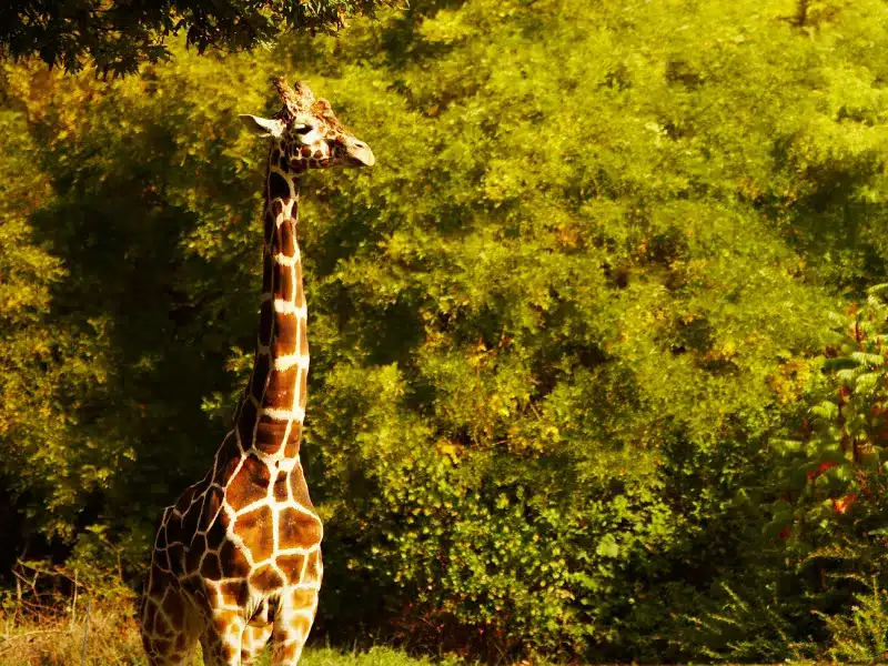 Giraffe at the Cape May County Park Zoo